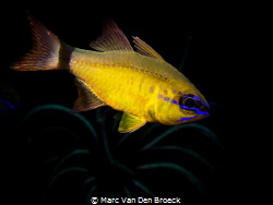cardinalblue by Marc Van Den Broeck 